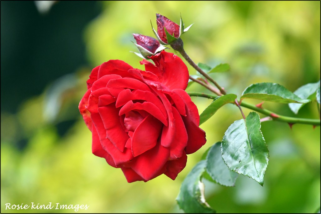 RK3_2290  Beautiful rose by rosiekind