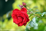 13th Oct 2019 - RK3_2290  Beautiful rose