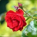 RK3_2290  Beautiful rose by rosiekind
