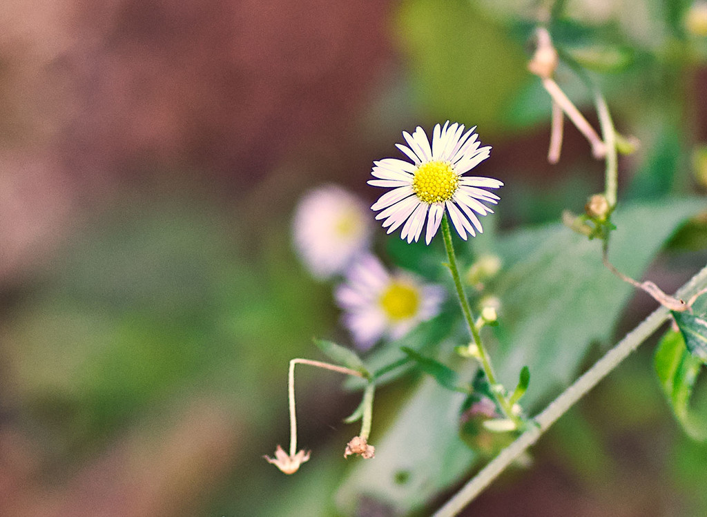 Tiny Daisy by gardencat