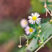 Tiny Daisy by gardencat