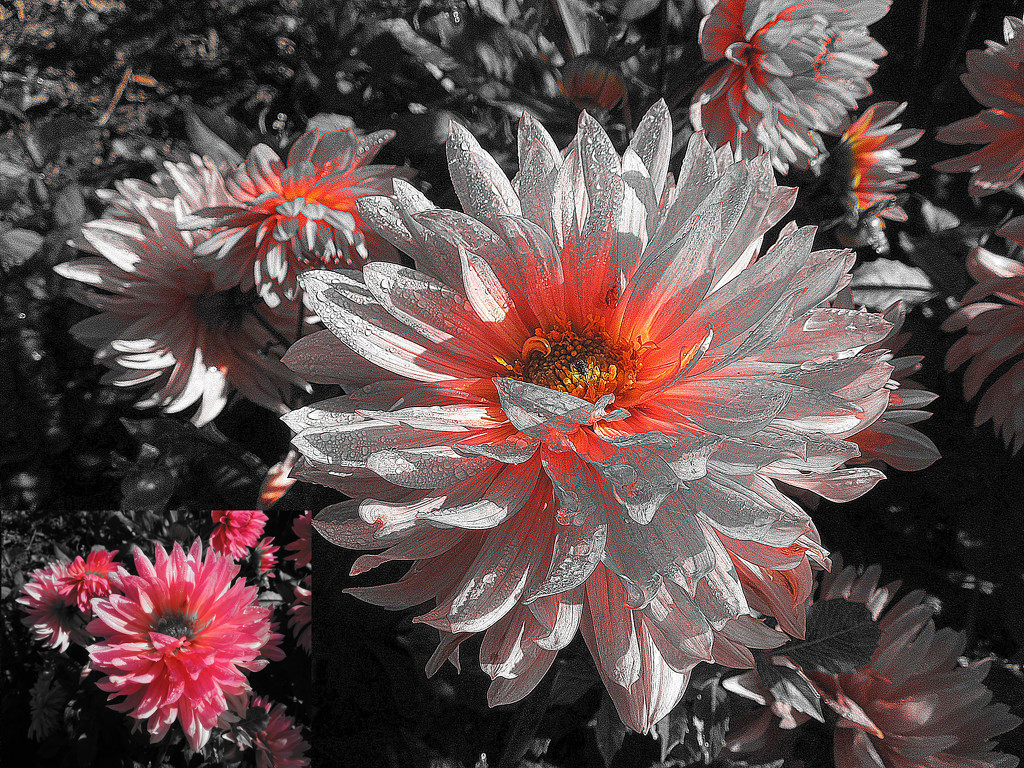 The dahlias of Enghien (6) by etienne