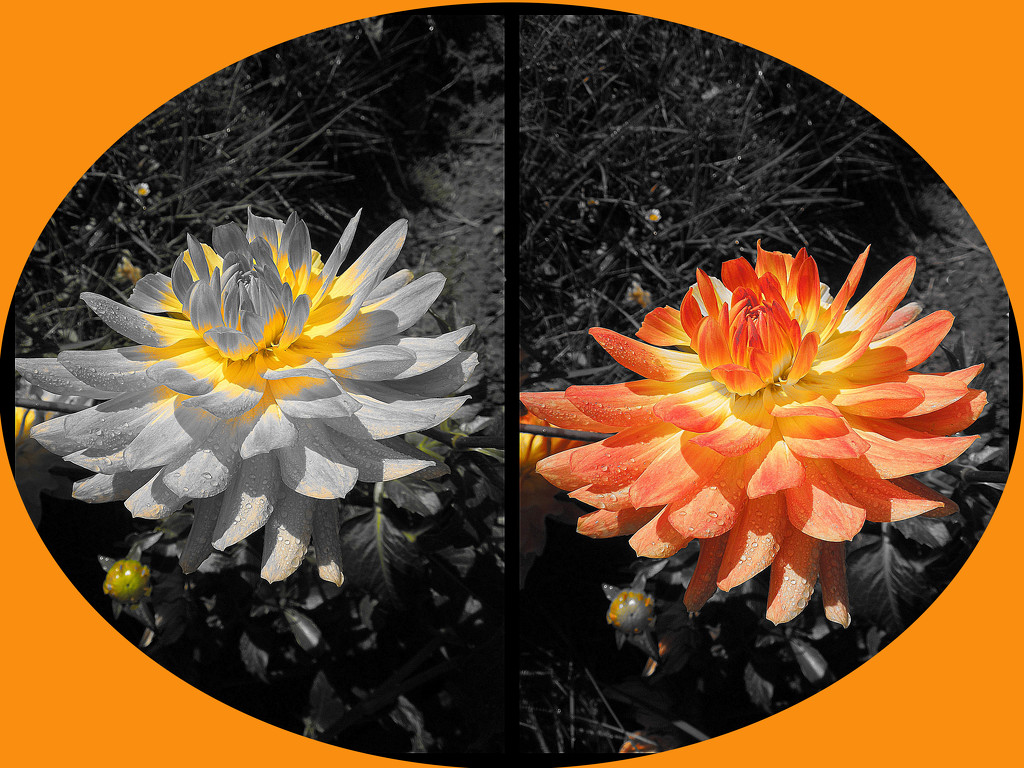 The dahlias of Enghien (7) by etienne