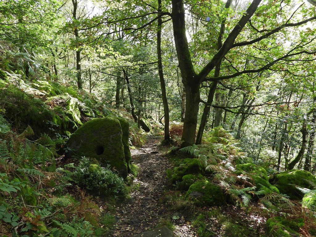 Curbar Woods by roachling