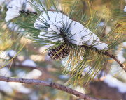 12th Oct 2019 - pine cone