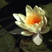 Water lily by ninaganci