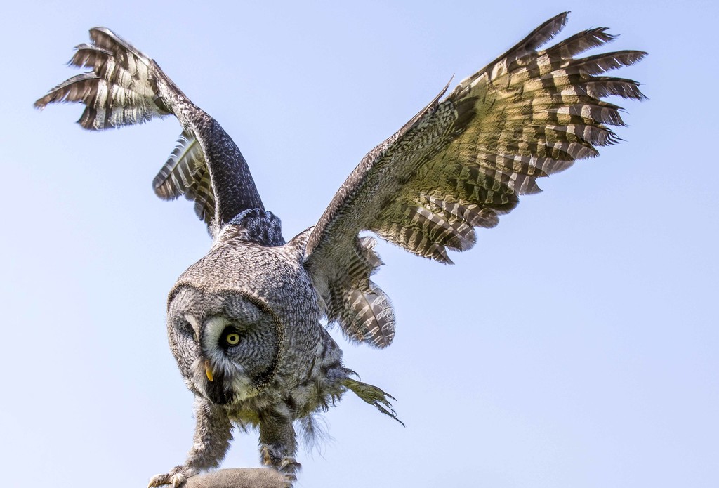 owl coming in to land by shepherdmanswife