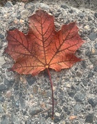 13th Oct 2019 - Maple 🍁 leaf 