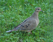 11th Oct 2019 - Mourning Dove