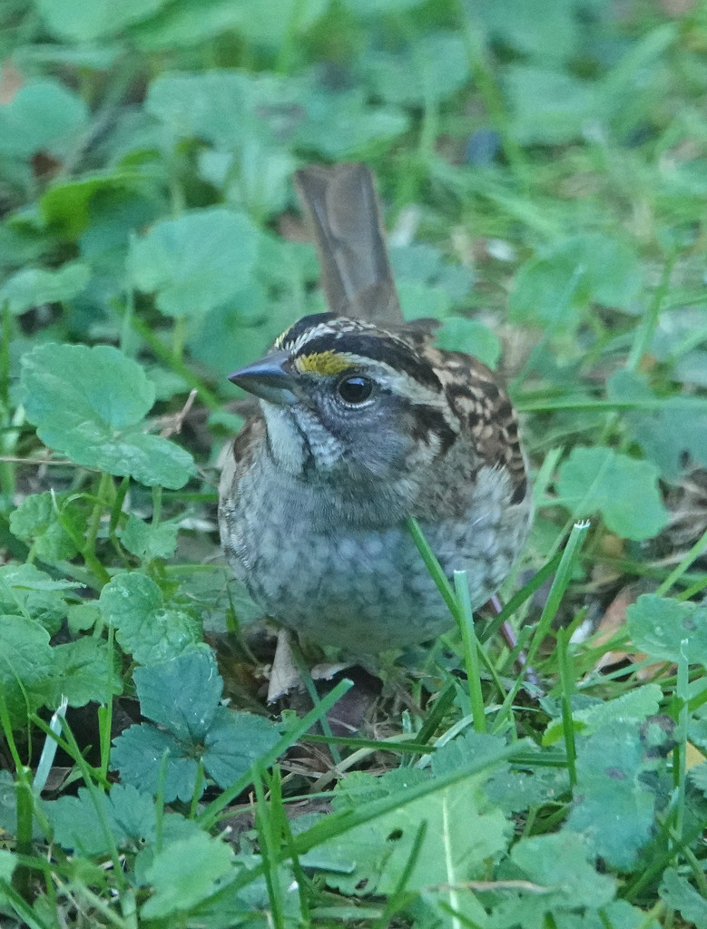 Drab White-throated Sparrow by annepann