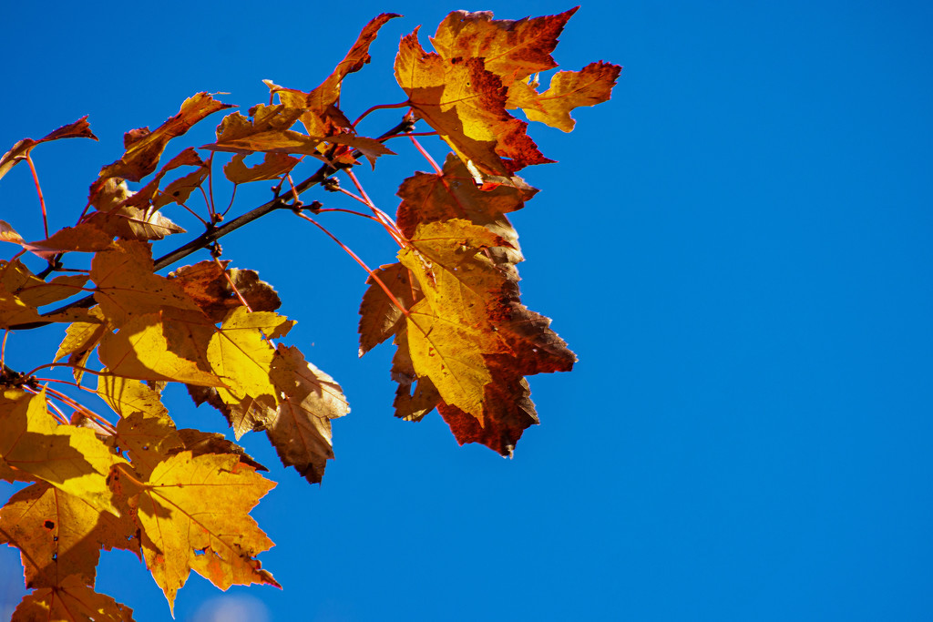 Blue Skies and Golden Leaves by farmreporter