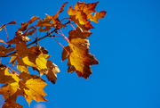 13th Oct 2019 - Blue Skies and Golden Leaves
