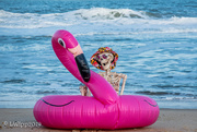13th Oct 2019 - Flamingo Surfing 