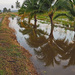 Coconut Palms reflections by ianjb21
