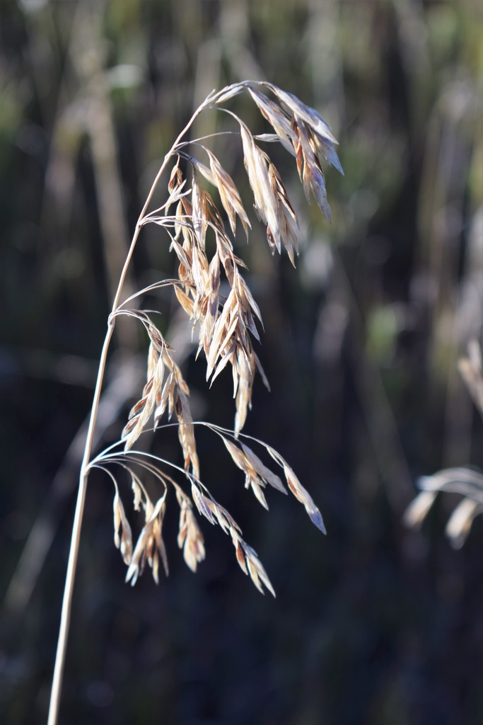 Sunlit grass seeds by sandlily