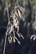 13th Oct 2019 - Sunlit grass seeds