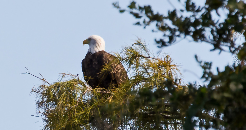 The Bald Eagle Was Back! by rickster549