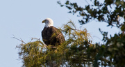 13th Oct 2019 - The Bald Eagle Was Back!