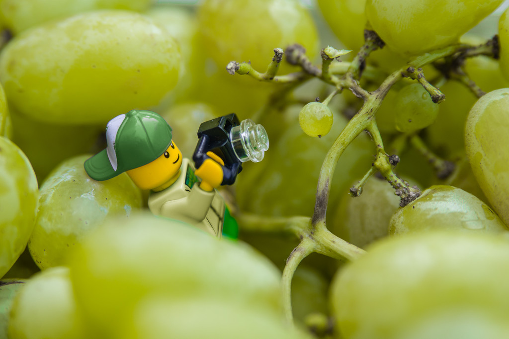 (Day 242) - A Grape Fit for a Legographer by cjphoto