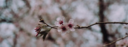 15th Oct 2019 - Cherry blossom