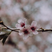 Cherry blossom by brigette