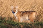 13th Oct 2019 - coyote