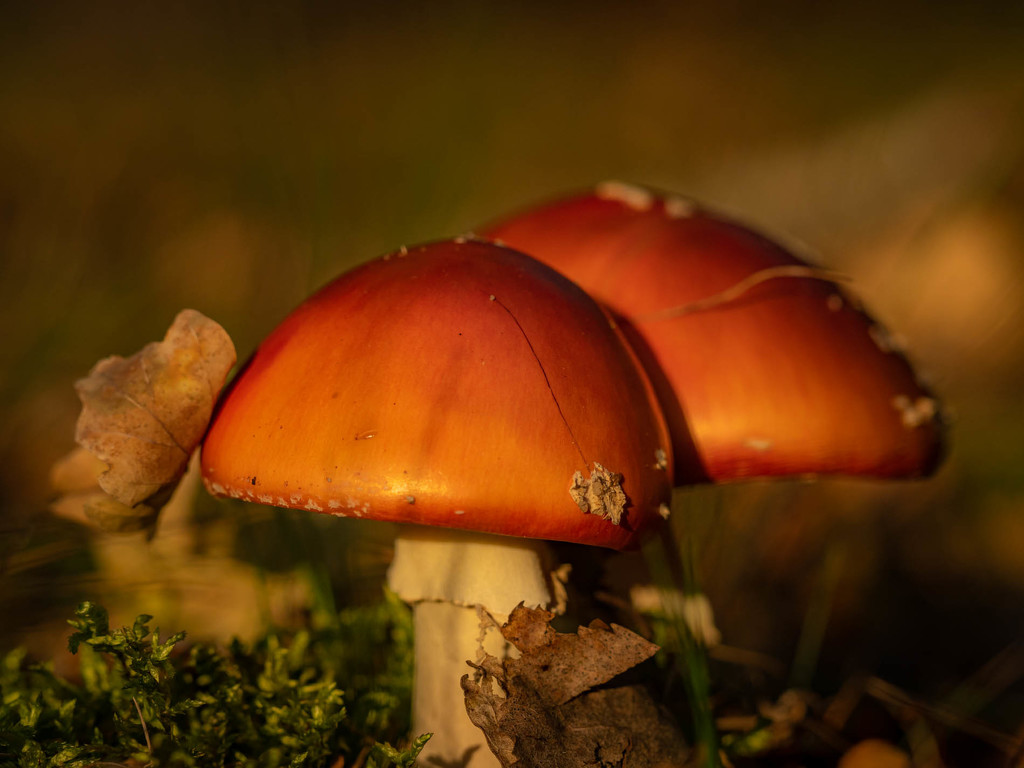 The mushroom  by haskar
