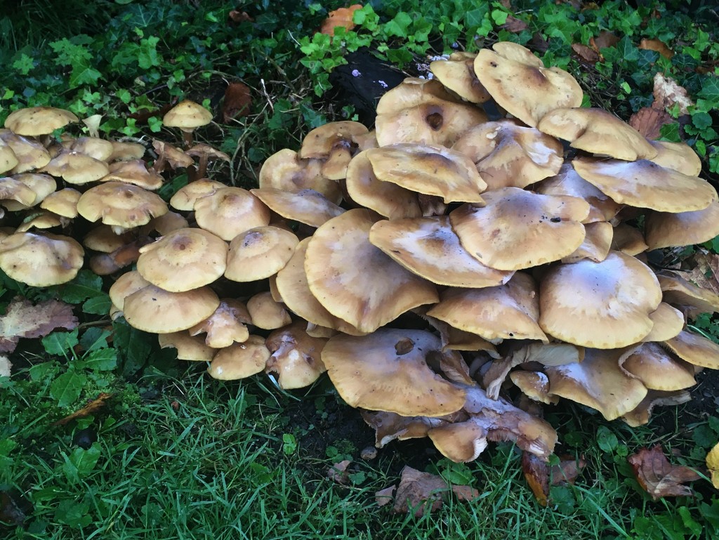A fungi pile! by 365anne
