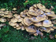 14th Oct 2019 - A fungi pile!