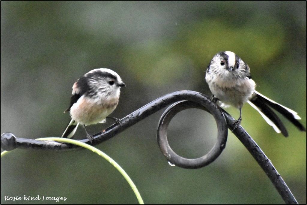 RK2_6126  Two of the long tailed tits by rosiekind