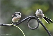14th Oct 2019 - RK2_6126  Two of the long tailed tits