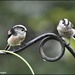 RK2_6126  Two of the long tailed tits by rosiekind