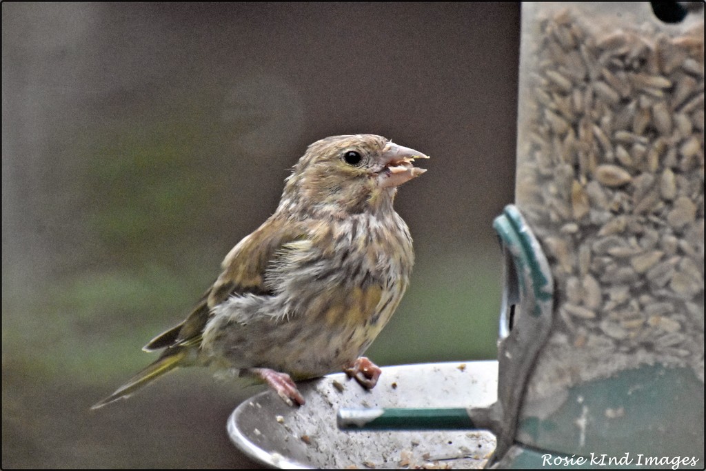 RK2_6143  Young greenfinch by rosiekind