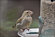 14th Oct 2019 - RK2_6143  Young greenfinch