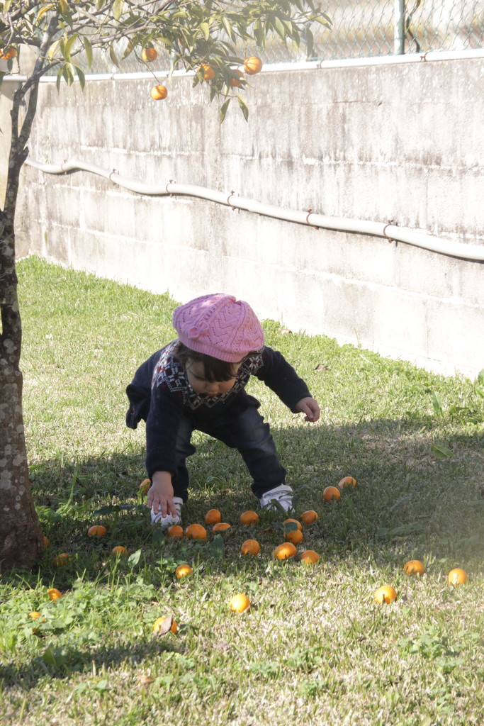 Oranges by belucha