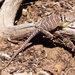 Eastern collared lizard by steveandkerry