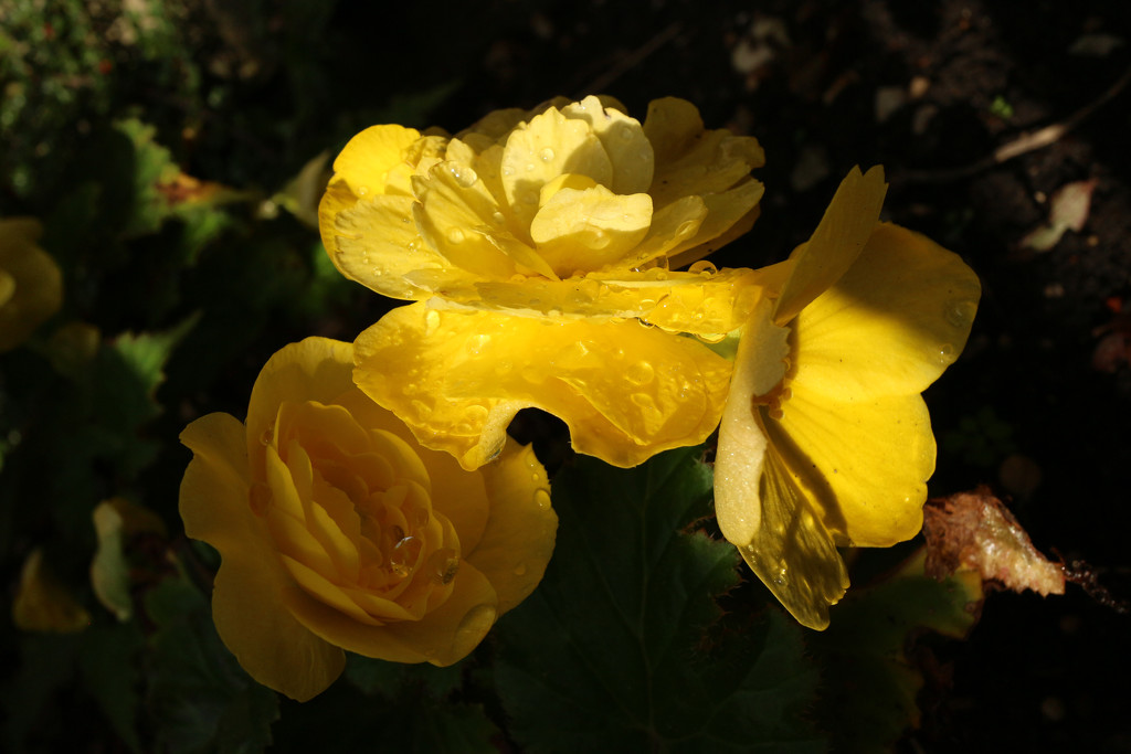9th Oct yellow begonia by valpetersen