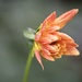 New Dahlia Bloom by phil_sandford
