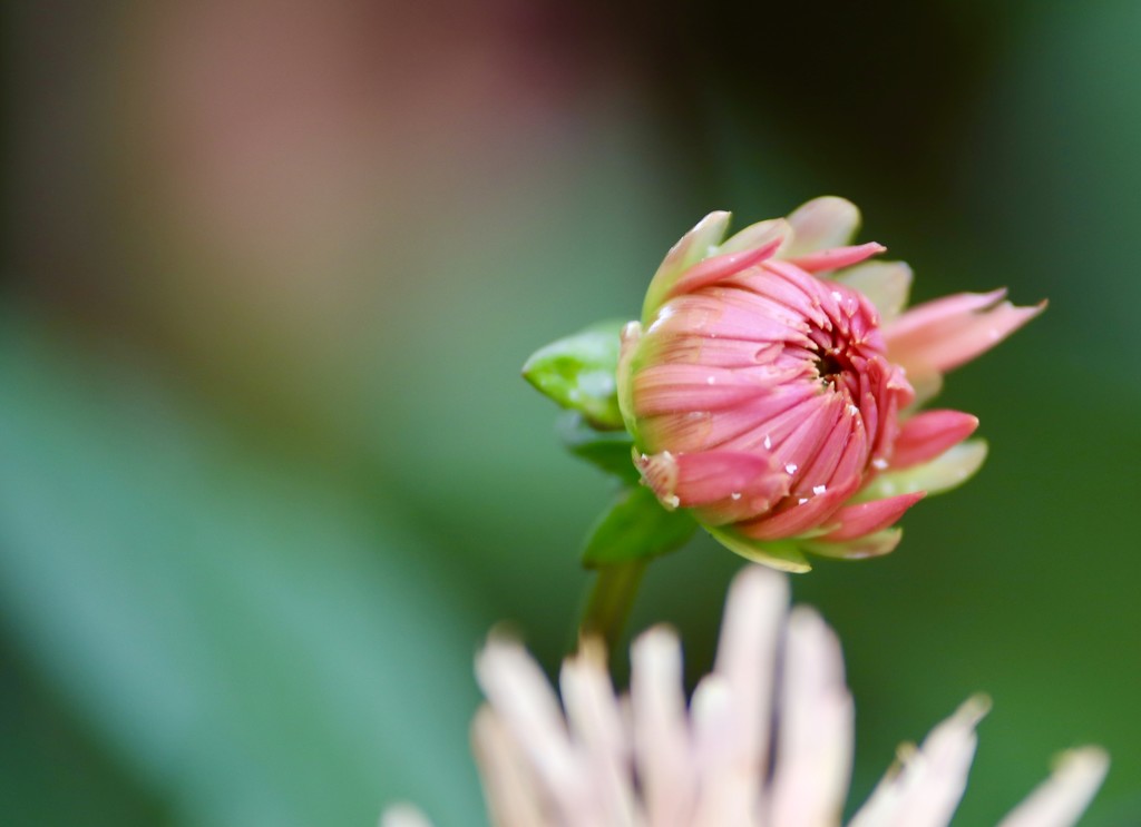 New Dahlia Bloom II by phil_sandford