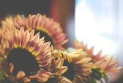 11th Oct 2019 - Sunflowers In The Library