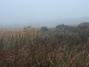 14th Oct 2019 - Damp and misty on the moors