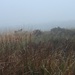 Damp and misty on the moors by roachling