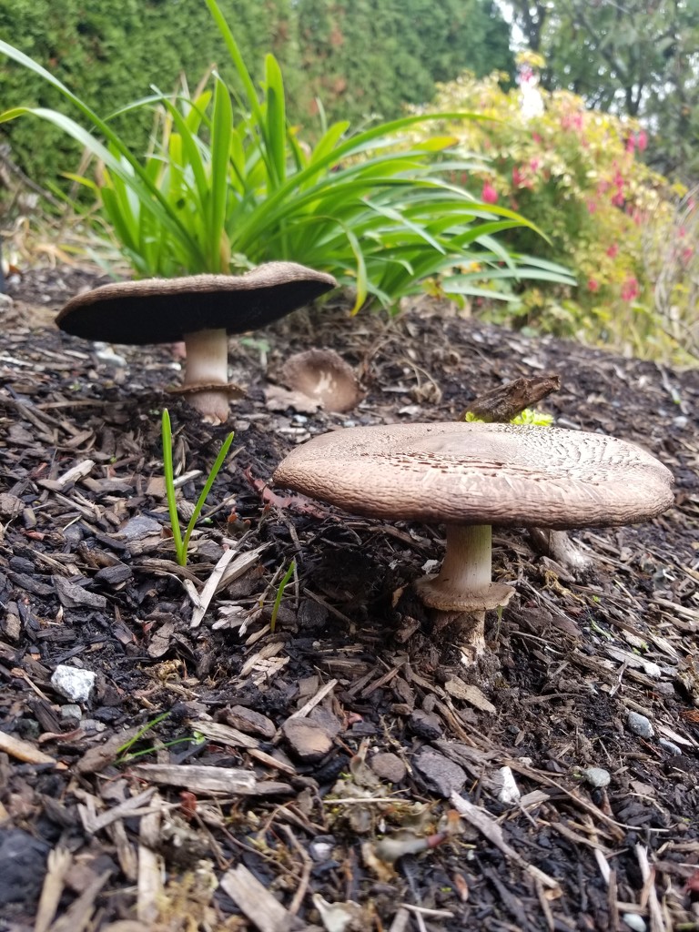 Fall Mushrooms by kimmer50