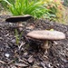 Fall Mushrooms by kimmer50