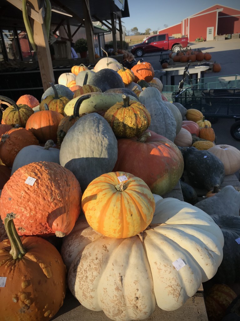 Pile of pumpkins by beckyk365