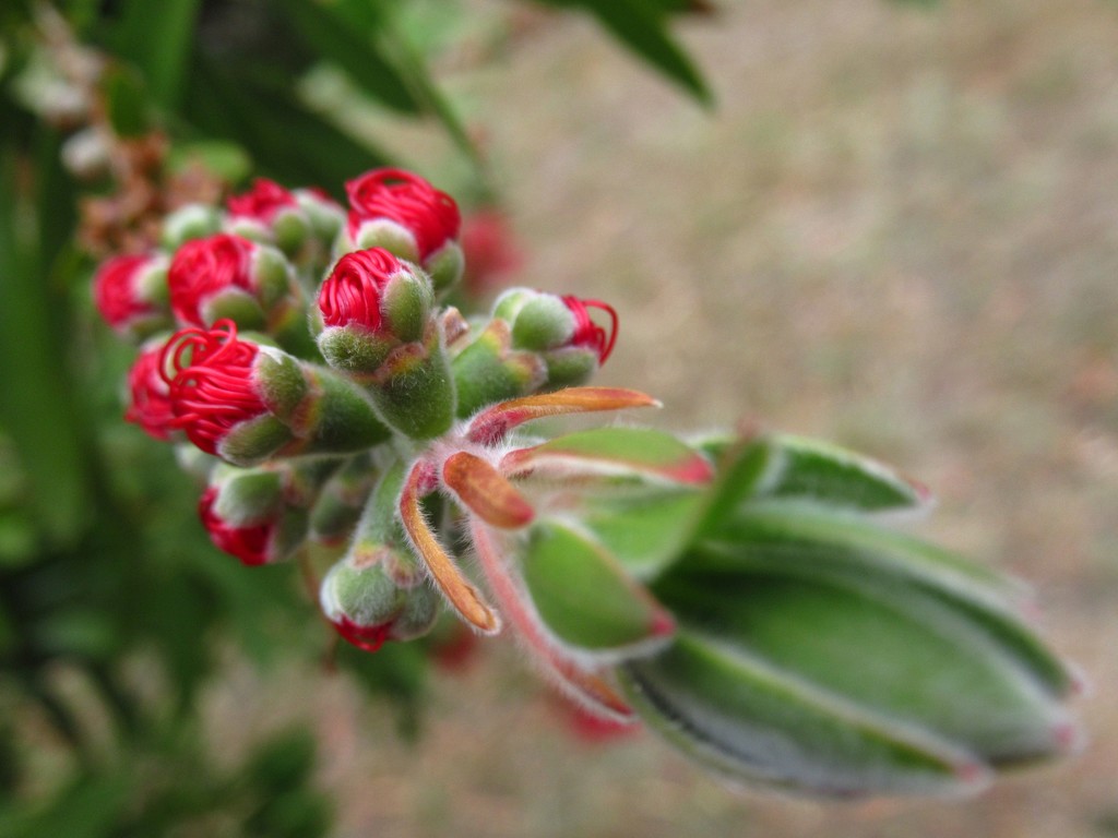 Aussie native plant #6 by robz