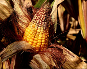 14th Oct 2019 - Day 287:  Corn 