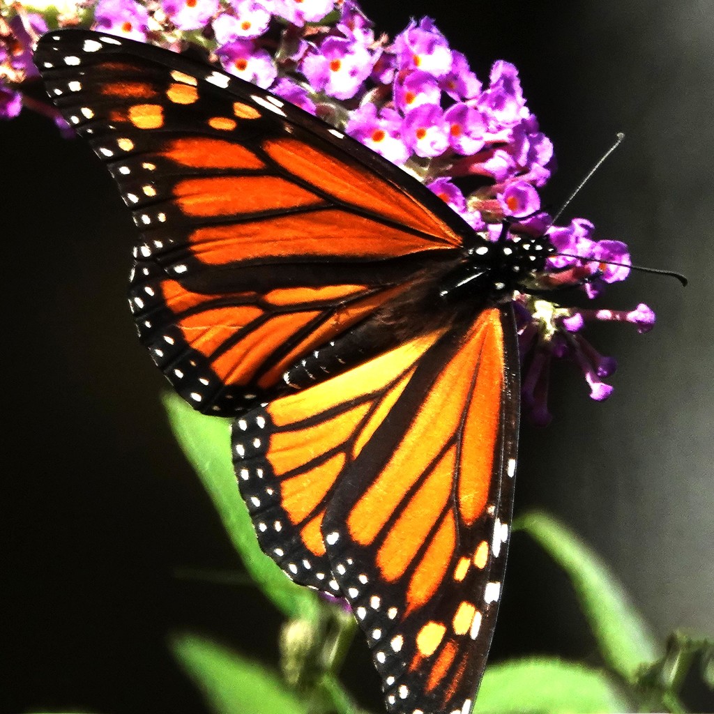 Why I've Pampered My Butterfly Bush by milaniet