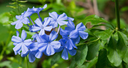 14th Oct 2019 - Blue Flowers!