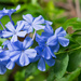 Blue Flowers! by rickster549
